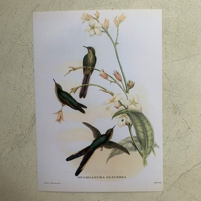 Репродукция Птицы Sparganura Glyceria J.Gould 21х30 см