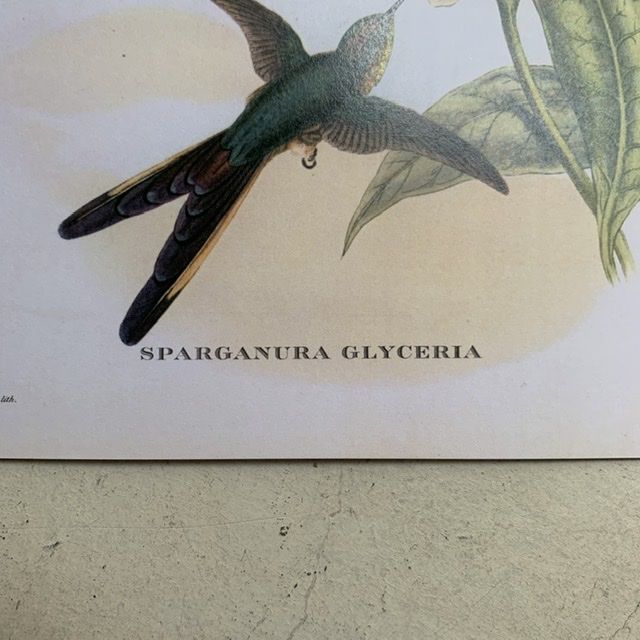 Репродукция Птицы Sparganura Glyceria J.Gould 21х30 см