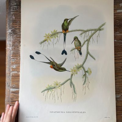 Репродукция Птицы Spathura Solstitialis J.Gould 21х30 см