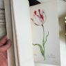 Книга о тюльпанах Tulipbook Нидерланды предзаказ