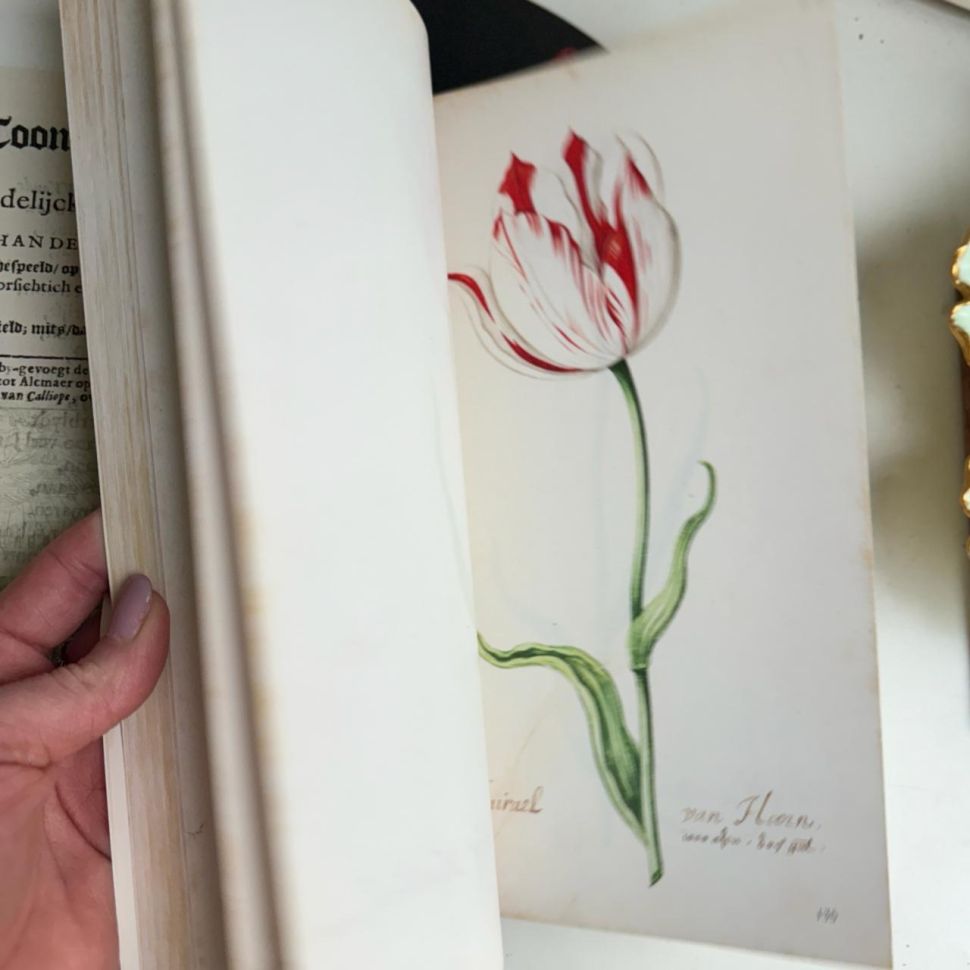 Книга о тюльпанах Tulipbook Нидерланды с переводом
