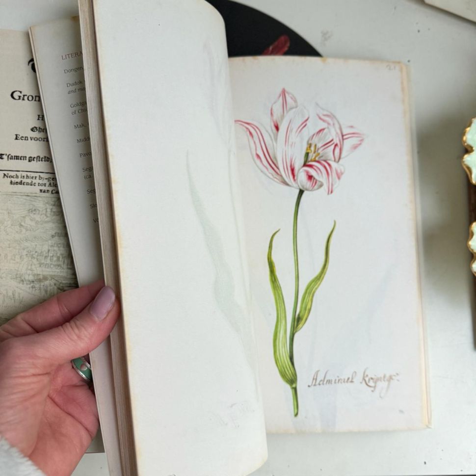 Книга о тюльпанах Tulipbook Нидерланды с переводом