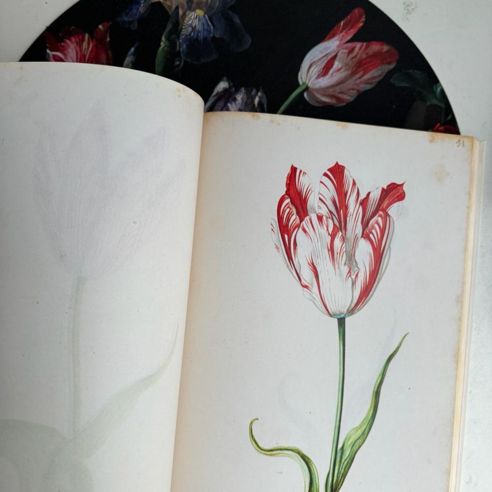 Книга о тюльпанах Tulipbook Нидерланды с переводом