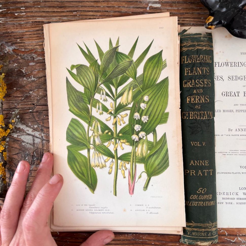 Литография 14х22 см Flowering Plants by Anne Pratt №222 Англия