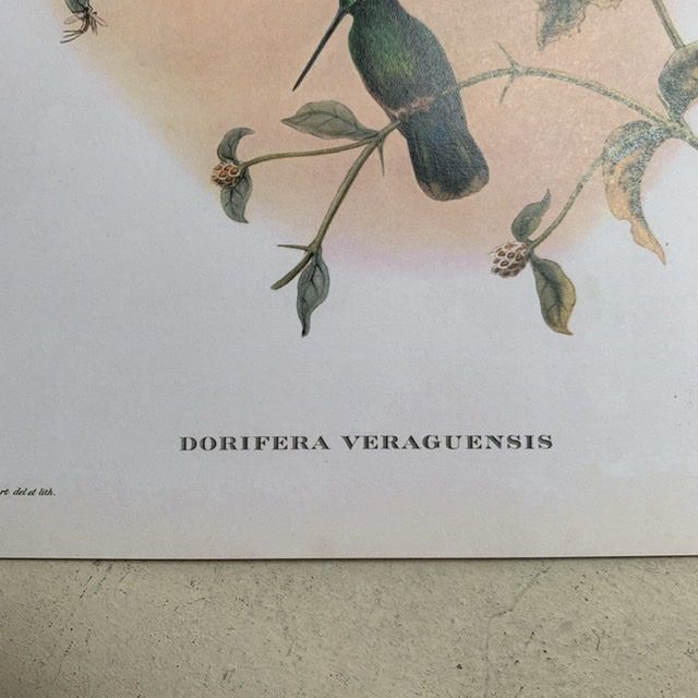 Репродукция Птицы Dorifera Veraguensis J.Gould 21х30 см