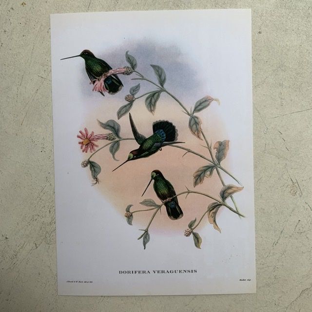 Репродукция Птицы Dorifera Veraguensis J.Gould 21х30 см