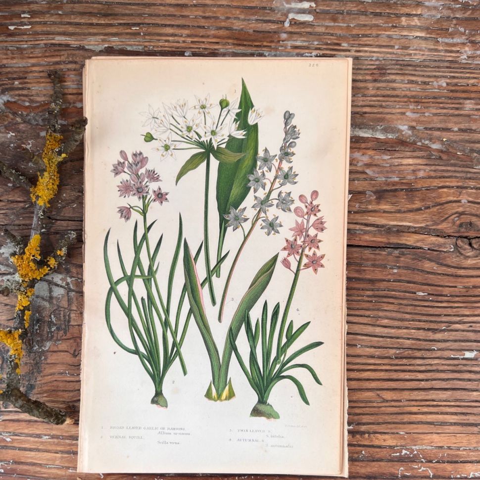 Литография 14х22 см Flowering Plants by Anne Pratt №226 Англия