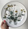 Тарелка ВиллеройБох Botanica Anthemis tinctoria 26 см без корешка