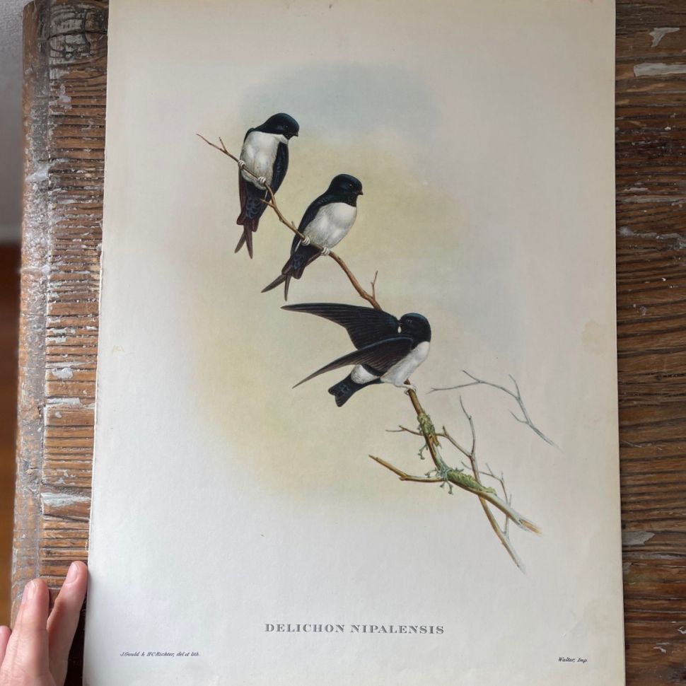 Репродукция Птицы Delichon Nipalensis J.Gould 21х30 см