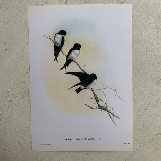 Репродукция Птицы Delichon Nipalensis J.Gould 21х30 см