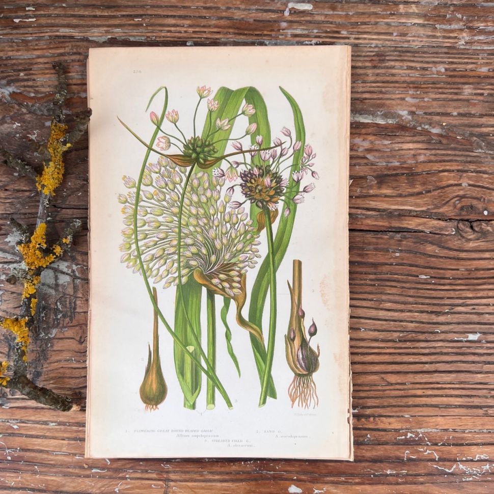 Литография 14х22 см  Flowering Plants by Anne Pratt №224 Англия 