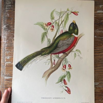 Репродукция Птицы Trogon Ambiguus J.Gould 21х30 см