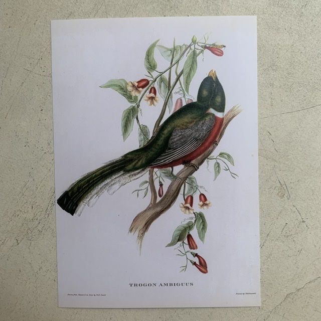 Репродукция Птицы Trogon Ambiguus J.Gould 21х30 см