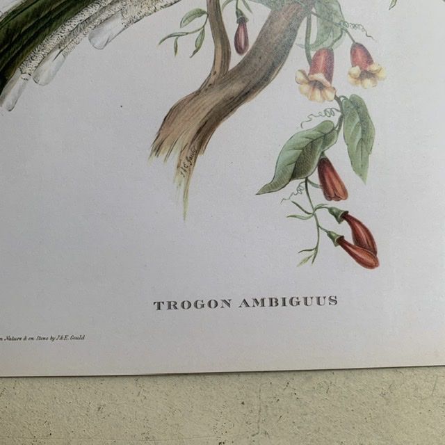 Репродукция Птицы Trogon Ambiguus J.Gould 21х30 см