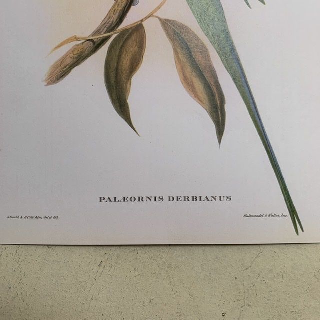 Репродукция Птицы Palaeornis Derbianus J.Gould 21х30 см