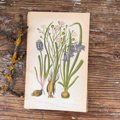 Литография 14х22 см  Flowering Plants by Anne Pratt №223 Англия 