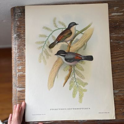 Репродукция Птицы Pteruthius Erythropterus J.Gould 21х30 см