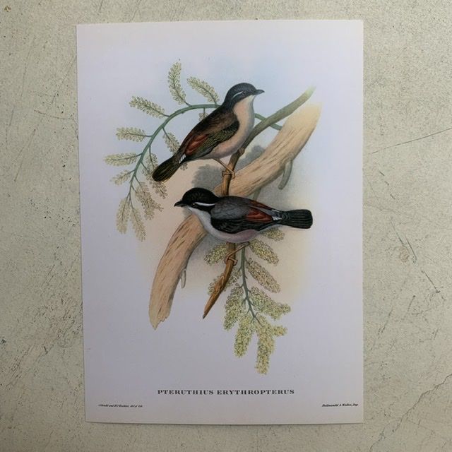 Репродукция Птицы Pteruthius Erythropterus J.Gould 21х30 см