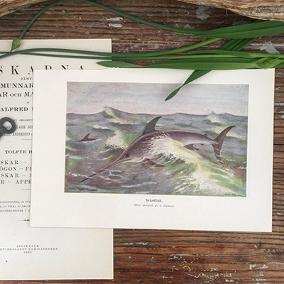 Литография Рыба - Меч Швеция