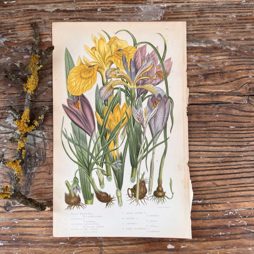 Литография 14х22 см  Flowering Plants by Anne Pratt №219 Англия 