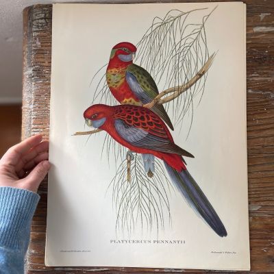 Репродукция Птицы Platycercus Pennantii J.Gould 21х30 см