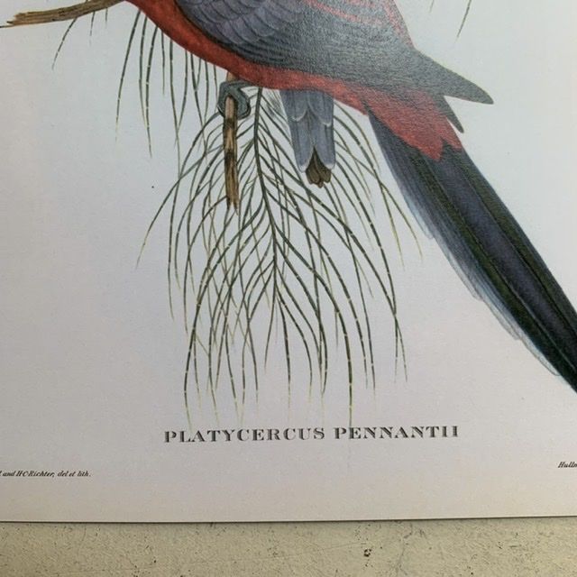 Репродукция Птицы Platycercus Pennantii J.Gould 21х30 см 