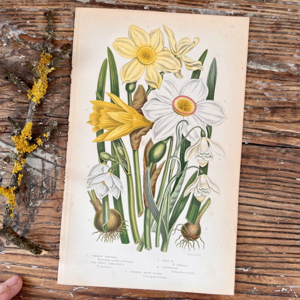 Литография 14х22 см  Flowering Plants by Anne Pratt №220 Англия 