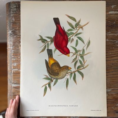 Репродукция Птицы Haematospiza Sipahi J.Gould 21х30 см