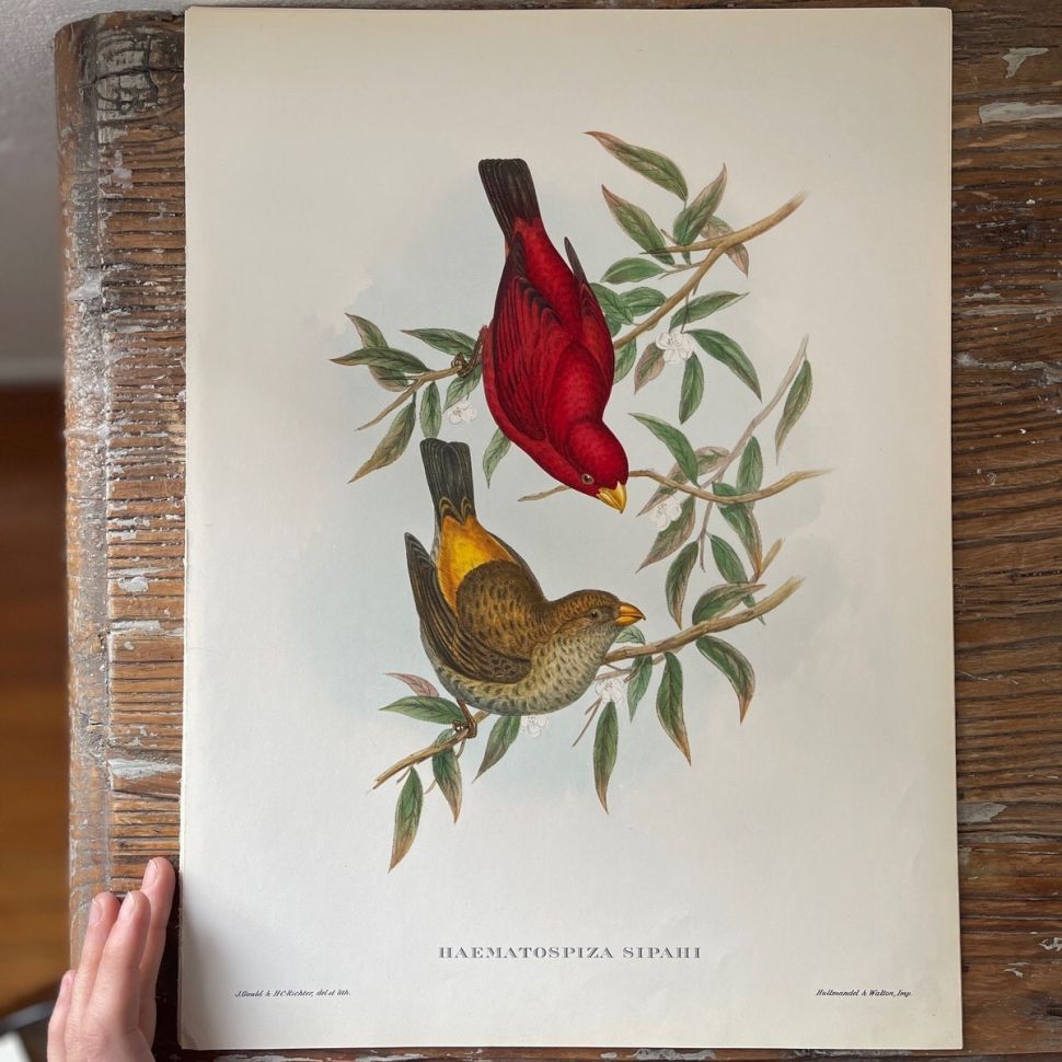 Репродукция Птицы Haematospiza Sipahi J.Gould 21х30 см