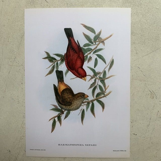 Репродукция Птицы Haematospiza Sipahi J.Gould 21х30 см