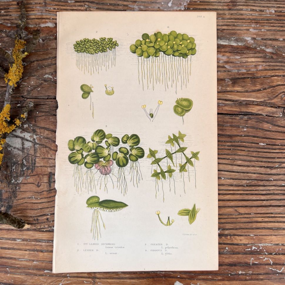 Литография 14х22 см  Flowering Plants by Anne Pratt №235 Англия 