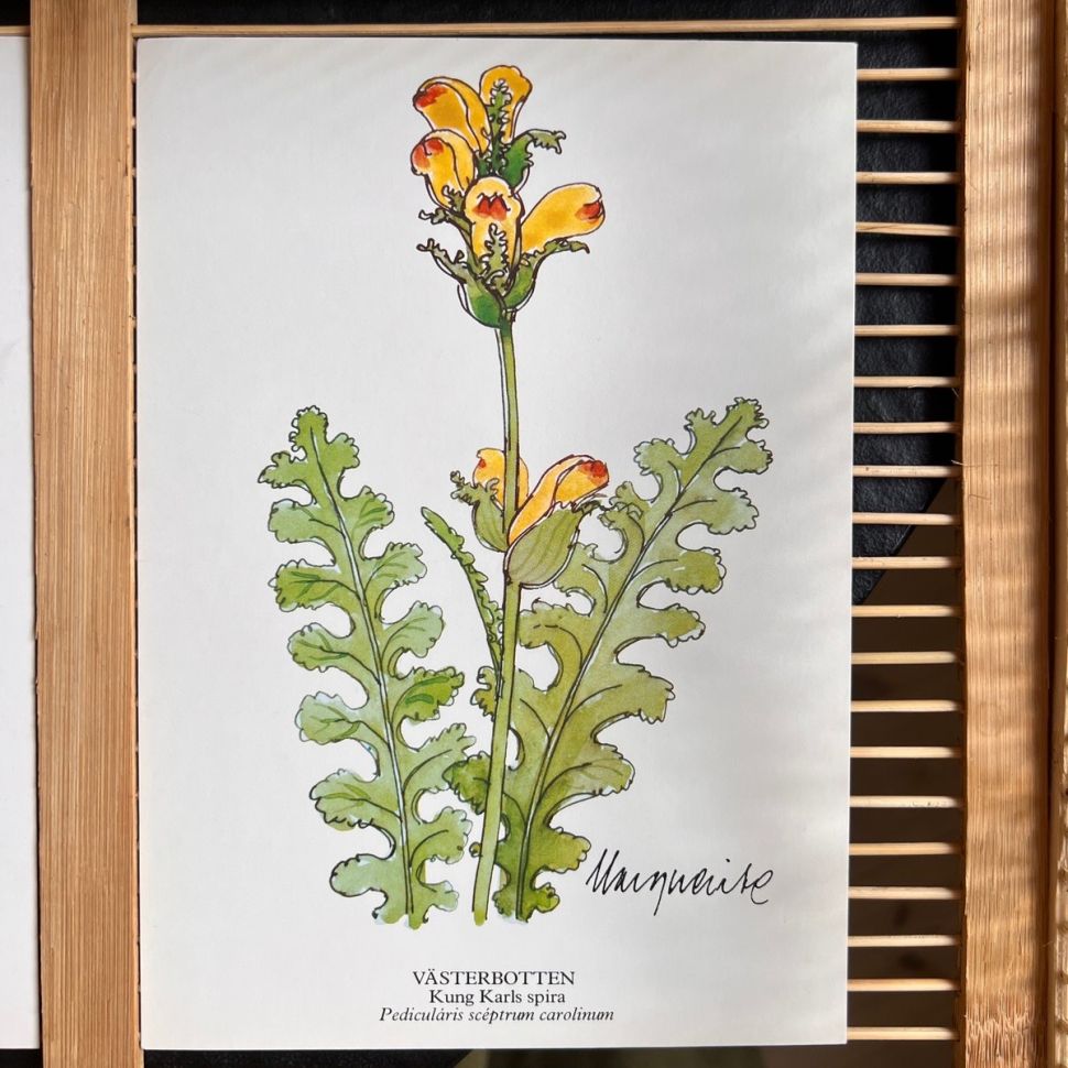 Открытка серия Ботаника Kung Karls spira 15х21 см Швеция