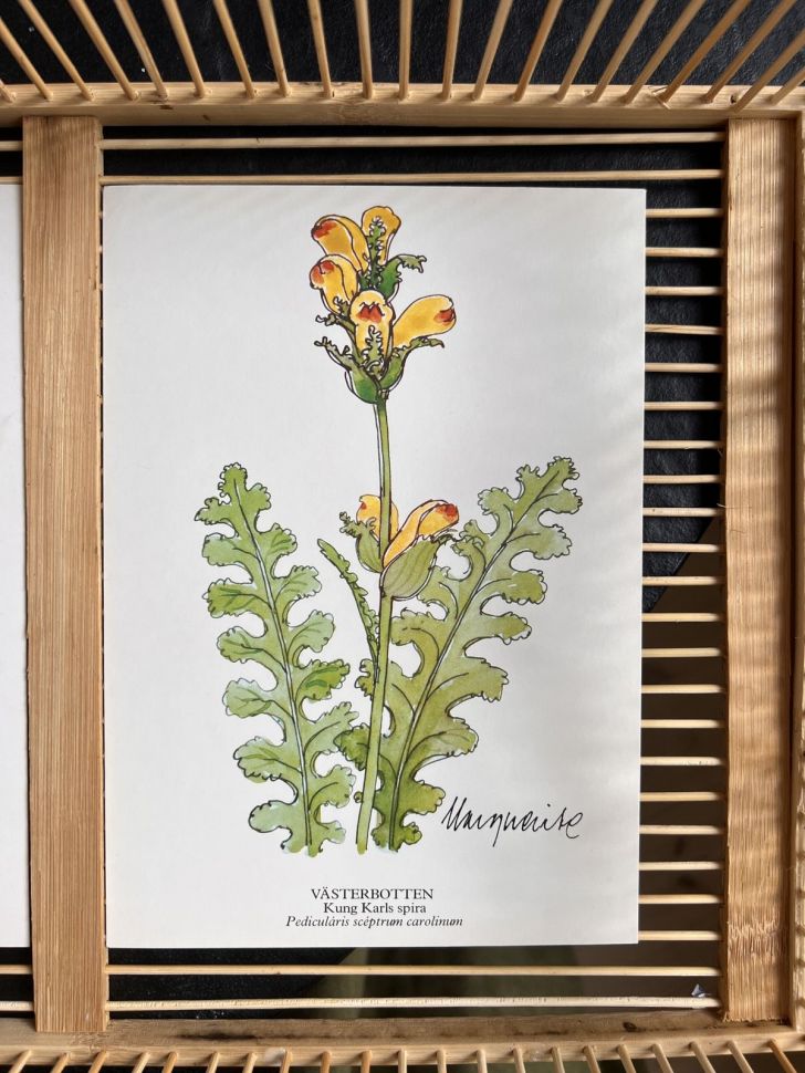 Открытка серия Ботаника Kung Karls spira 15х21 см Швеция