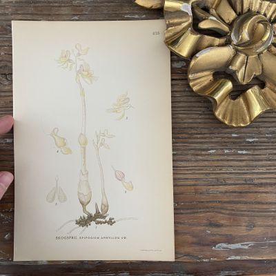 Литография 15х23 см 1917 г. Nordens Flora 1 шт. №415