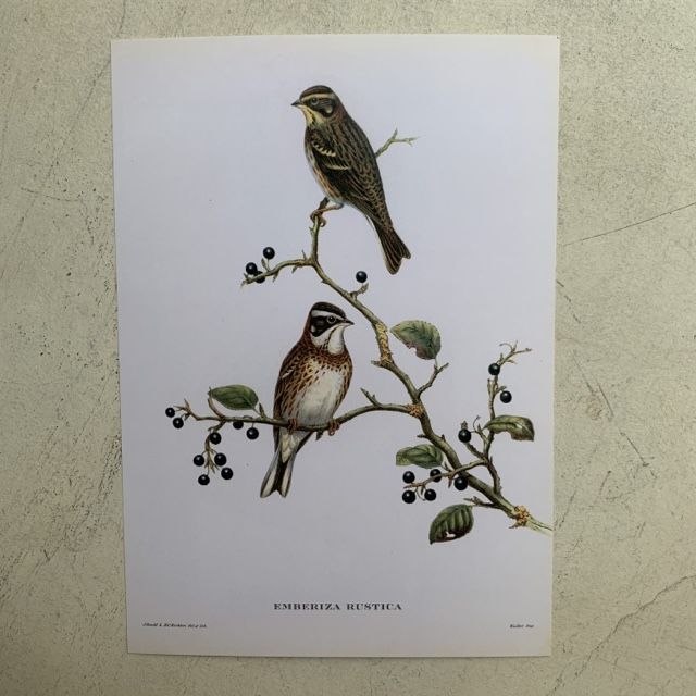Репродукция Птицы Emberiza Rustica J.Gould 21х30 см