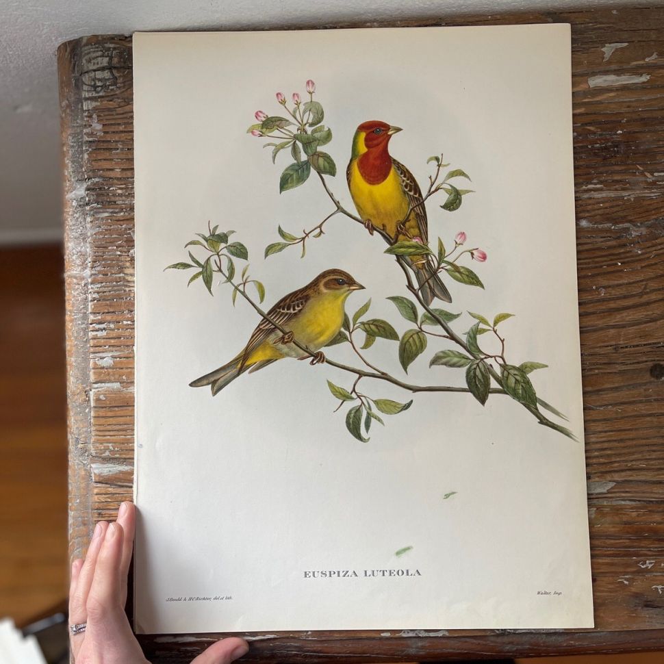 Репродукция Птицы Euspiza Luteola J.Gould 21х30 см