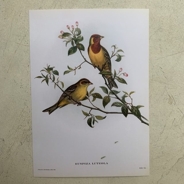 Репродукция Птицы Euspiza Luteola J.Gould 21х30 см
