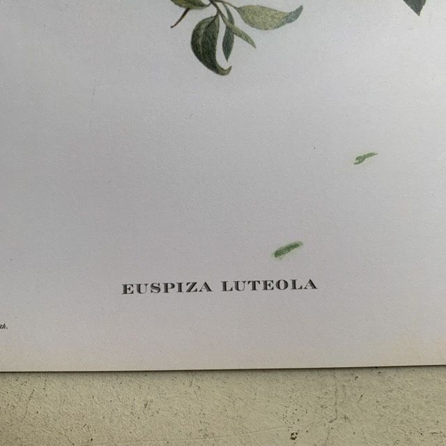 Репродукция Птицы Euspiza Luteola J.Gould 21х30 см