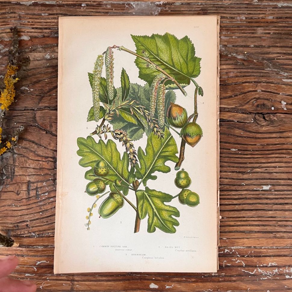 Литография 14х22 см  Flowering Plants by Anne Pratt №208 Англия 