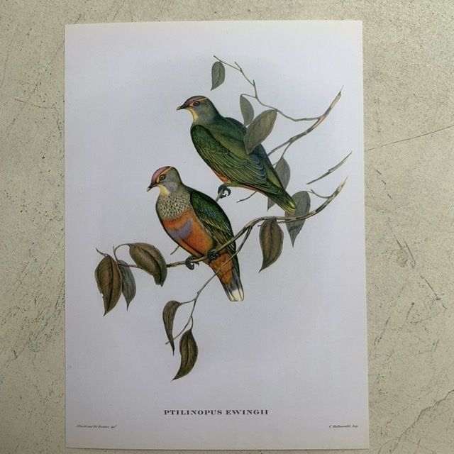 Репродукция Птицы Ptilinopus Ewingii J.Gould 21х30 см