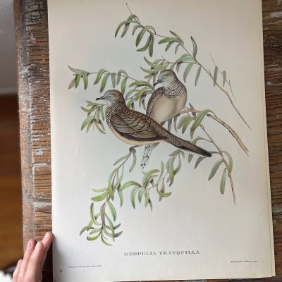 Репродукция Птицы Geopelia Tranquilla J.Gould 21х30 см