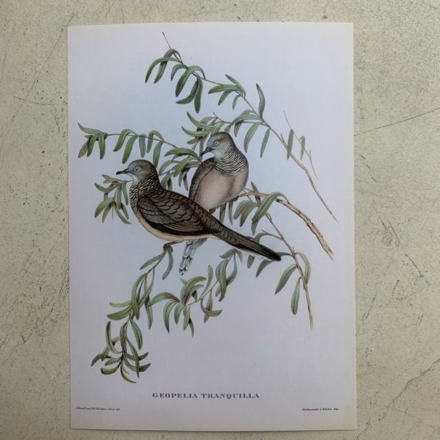Репродукция Птицы Geopelia Tranquilla J.Gould 21х30 см