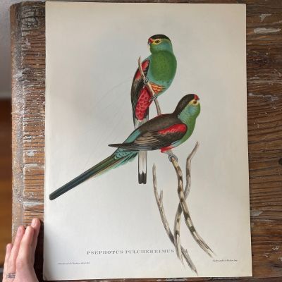 Репродукция Птицы Psephotus Pulcherrimus J.Gould 21х30 см