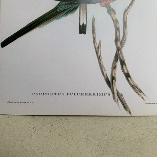 Репродукция Птицы Psephotus Pulcherrimus J.Gould 21х30 см