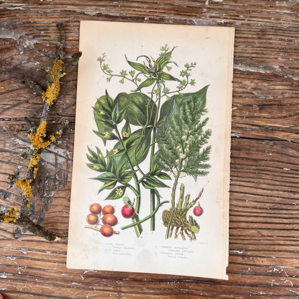 Литография 14х22 см  Flowering Plants by Anne Pratt №221 Англия 