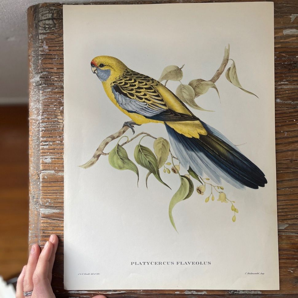 Репродукция Птицы Platycercus Flaveolus J.Gould 21х30 см