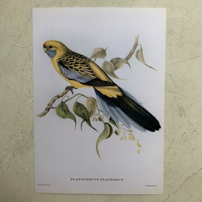 Репродукция Птицы Platycercus Flaveolus J.Gould 21х30 см