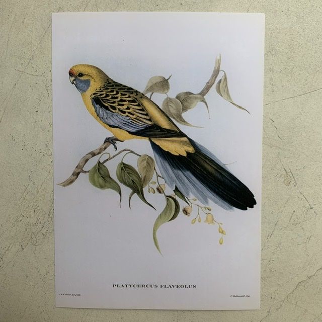 Репродукция Птицы Platycercus Flaveolus J.Gould 21х30 см