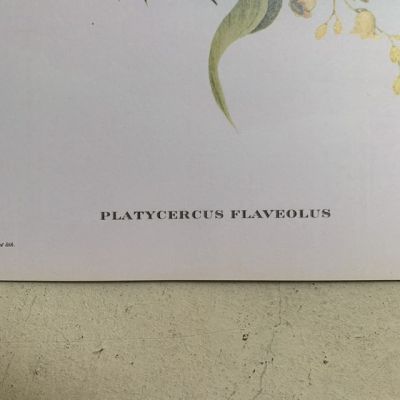 Репродукция Птицы Platycercus Flaveolus J.Gould 21х30 см