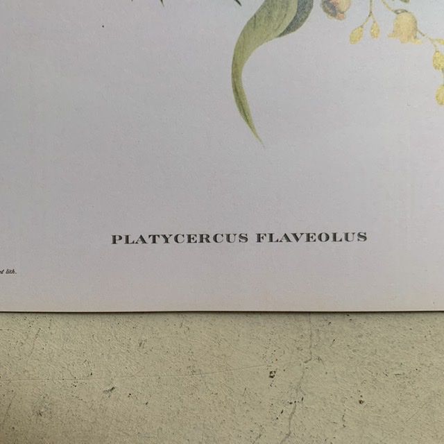 Репродукция Птицы Platycercus Flaveolus J.Gould 21х30 см